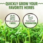 8-Pack Non-GMO Culinary Basil Seeds Variety