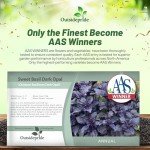Dark Opal Basil Seeds - 1000 Non-GMO Seeds