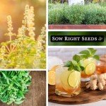 Lemon Basil Seeds - Non-GMO Heirloom Packet