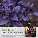 Opal Basil Seeds for Your Home Garden