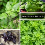 Basil Seed Collection - Genovese, Thai, Lemon & More