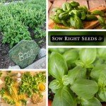Genovese Sweet Basil Seeds for Home Gardening