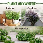 8-Pack Non-GMO Culinary Basil Seeds Variety