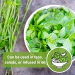 Lemon Basil Seeds - Non-GMO Heirloom Packet