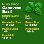 Genovese Basil Seeds - 2 Pack for Gardening