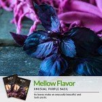 Opal Basil Seeds for Your Home Garden