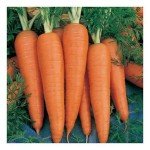 3,000 Organic Danvers 126 Carrot Seeds