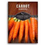 Danvers Carrot Seeds for Home Vegetable Garden
