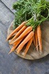 Danvers 126 Non-GMO Half-Long Carrot Seeds