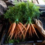 Organic Danvers 126 Carrot Seeds - 400 Pack