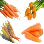 Heirloom Non-GMO Carrot Seeds - 4 Varieties