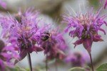 Wild Bergamot Bee Balm Seeds - 1000+ Non-GMO