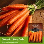 Danvers Carrot Seeds for Home Vegetable Garden