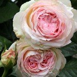 Eden Climber® Heirloom Pink Rose Plant