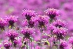 Wild Bergamot Bee Balm Seeds - 1000+ Non-GMO