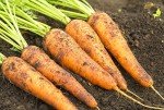 Danvers 126 Carrot Seeds - 2000+ Non-GMO Heirloom