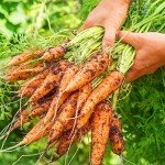 Organic Scarlet Nantes Carrot Seeds - 1500 Count