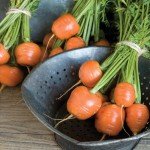 Heirloom Non-GMO Carrot Seeds - 4 Varieties