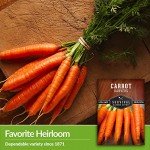 Danvers Carrot Seeds for Home Vegetable Garden