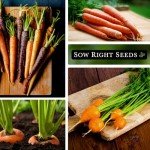 Carrot Seed Collection - Rainbow & Heirloom Varieties