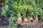 Danvers 126 Carrot Seeds - 2000+ Non-GMO Heirloom