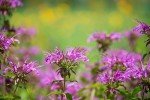 Wild Bergamot Bee Balm Seeds - 1000+ Non-GMO