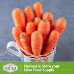 Danvers Carrot Seeds for Home Vegetable Garden