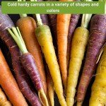 Carrot Seed Collection - Rainbow & Heirloom Varieties