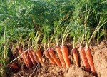 Danvers 126 Carrot Seeds - 2000+ Non-GMO Heirloom
