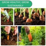 Danvers 126 Carrot Seeds - Heirloom Non-GMO Pack