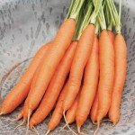 Heirloom Non-GMO Carrot Seeds - 4 Varieties