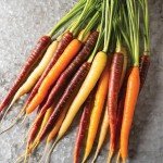 Heirloom Non-GMO Carrot Seeds - 4 Varieties