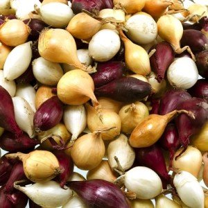 Mixed Onion Bulbs Set - Red, White, Yellow