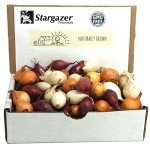 Mixed Onion Bulbs Set - Red, White, Yellow