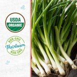 Onion 'Evergreen Bunching' Seeds Packet