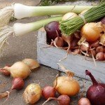 Mixed Onion Bulbs Set - Red, White, Yellow