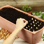 Mixed Onion Bulbs Set - Red, White, Yellow