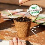 Onion 'Evergreen Bunching' Seeds Packet