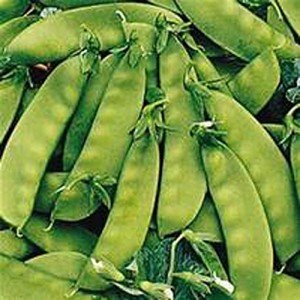 Oregon Sugar Pod Snow Pea Seeds, 1 lb
