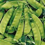 Oregon Sugar Pod Snow Pea Seeds, 1 lb