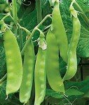 Oregon Sugar Pod Snow Pea Seeds, 1 lb