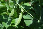 Sugar Ann Snap Pea Seeds - Heirloom, Non-GMO