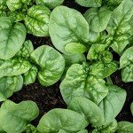 Organic Bloomsdale Spinach Seeds - 300 Count