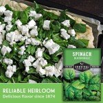 Bloomsdale Spinach Seeds for Your Vegetable Garden