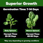 Bloomsdale Spinach Seeds - Non-GMO Heirloom Packs