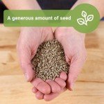Bloomsdale Spinach Seeds - Non-GMO Jumbo Pack