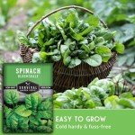 Bloomsdale Spinach Seeds for Your Vegetable Garden