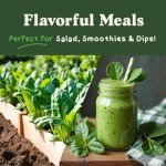 Organic Bloomsdale Spinach Seeds - Non-GMO, 350 Pack