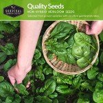 Spinach Seed Collection - 3 Varieties with Instructions