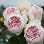 Earth Angel Pink Floribunda Rose Plant